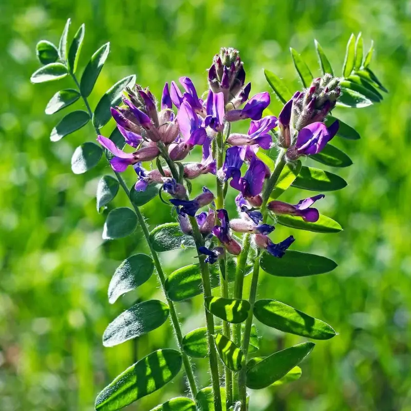 Astragale