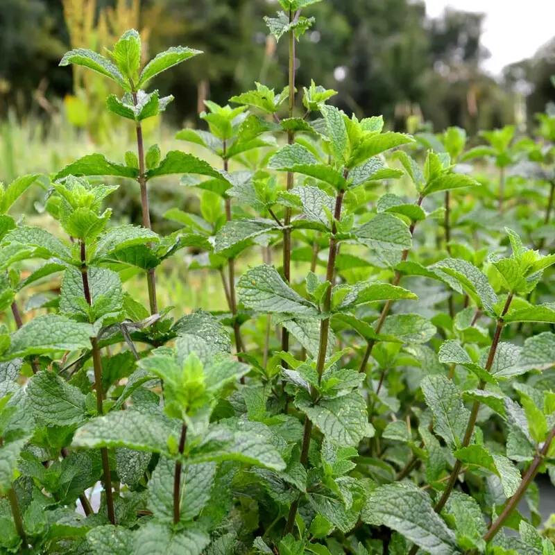 Menthe - Plante médicinale pour l'herboristerie : propriétés, usages et préparations naturelles