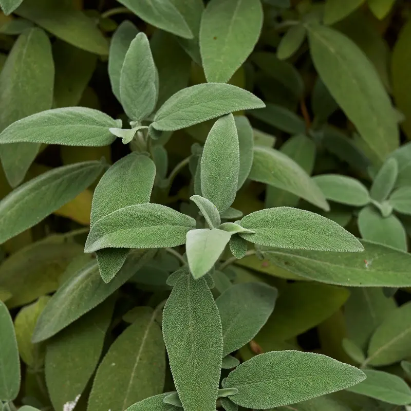 Sauge - Plante médicinale pour l'herboristerie : propriétés, usages et préparations naturelles